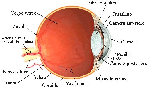 La coroide è una sottile membrana dell’occhio a forma di sfera cava interposta tra la sclera e la retina che avvolge l’occhio.