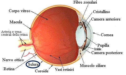 sclera occhio umano